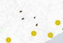 Report Asian Hornet Sightings in Kent to Help Track and Prevent Spread news-05092024-145214