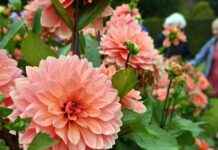 Explore Hidden Gardens of Lincolnshire: A Rare Opportunity to Discover Private Gardens in the Region news-05092024-145338