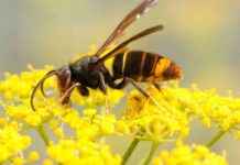Asian Hornet Invasion: Urgent Warning for Lincolnshire Beekeepers news-05092024-152031