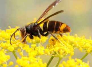 Asian Hornet Invasion: Urgent Warning for Lincolnshire Beekeepers news-05092024-152031