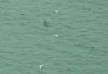 ‘Shark Sighting at Cornwall Beach Prompts Concern’ news-05092024-152516