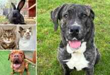 Adopt These 5 Pets from RSPCA Essex Today – Find Your Forever Companion! news-13092024-014347