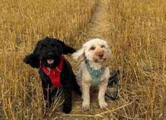 Buy from Licensed Breeders: Colchester Council’s Dog Lover Advisory news-24092024-170936