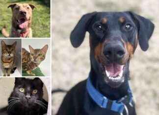 Adopt These 5 Pets at RSPCA Essex Looking for Forever Homes news-26092024-100529