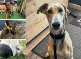 Pets Available for Adoption at RSPCA Essex: Meet 5 Animals in Need news-04102024-000659