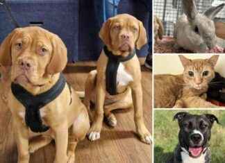 Adopt These 5 Rescue Pets from RSPCA Essex Today news-10102024-111027