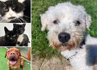 Adoptable Pets at RSPCA Essex in Search of Forever Homes news-17102024-094753