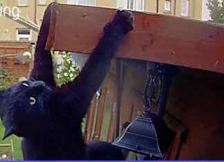 Cat’s Daring Leap: Incredible Ring Video Captures Essex Feline’s Brave Move news-21102024-170246