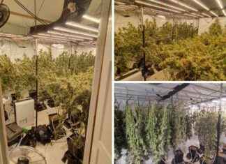 Major Drug Bust in Essex Uncovers Dozens of Cannabis Plants news-24102024-180357