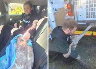 Police Officers Rescue Swan on 60mph Road in Colchester news-26102024-062602