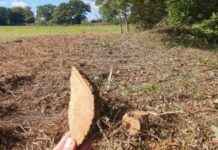 MOD Neglect Leads to Deterioration of Colchester Woodland Habitat news-29102024-070600