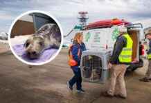 Seal Flown to Essex Airport for Life-Saving Treatment news-01112024-064553