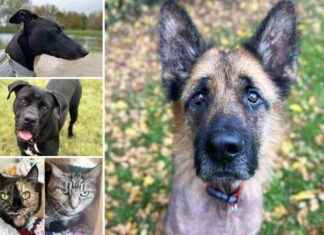 Adopt These 5 Pets at RSPCA Essex for Your Forever Home news-21112024-125224