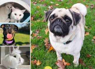 Adopt These 5 Pets at RSPCA Essex in Need of Loving Homes adopt-these-5-pets-at-rspca-essex-in-need-of-loving-homes