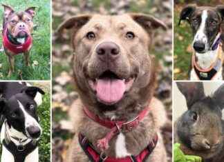 Adoptable Pets at RSPCA Essex: Find Your Forever Friend Today adoptable-pets-at-rspca-essex-find-your-forever-friend-today