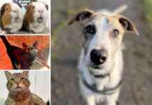 Adopt These 5 Pets at RSPCA Essex Looking for Forever Homes adopt-these-5-pets-at-rspca-essex-looking-for-forever-homes