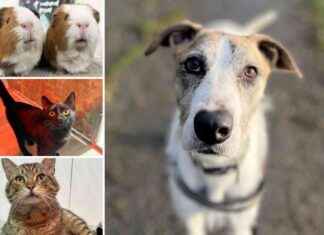 Adopt These 5 Pets at RSPCA Essex Looking for Forever Homes adopt-these-5-pets-at-rspca-essex-looking-for-forever-homes