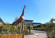 Colchester Zoo Animal Escapes Enclosure in January 2024: A Retrospective Analysis colchester-zoo-animal-escapes-enclosure-in-january-2024-a-retrospective-analysis