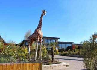 Colchester Zoo Animal Escapes Enclosure in January 2024: A Retrospective Analysis colchester-zoo-animal-escapes-enclosure-in-january-2024-a-retrospective-analysis