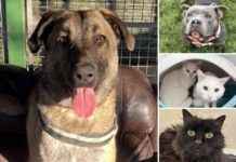 Meet 5 Pets at RSPCA Essex Looking for Forever Homes meet-5-pets-at-rspca-essex-looking-for-forever-homes