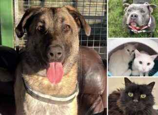 Meet 5 Pets at RSPCA Essex Looking for Forever Homes meet-5-pets-at-rspca-essex-looking-for-forever-homes