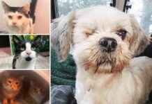 5 Rescue Pets in Essex Looking for Forever Homes 5-rescue-pets-in-essex-looking-for-forever-homes