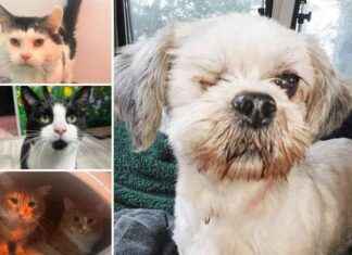 5 Rescue Pets in Essex Looking for Forever Homes 5-rescue-pets-in-essex-looking-for-forever-homes