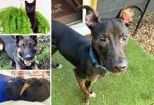 Adopt These 5 Pets from RSPCA Essex Today adopt-these-5-pets-from-rspca-essex-today
