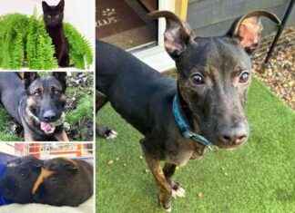 Adopt These 5 Pets from RSPCA Essex Today adopt-these-5-pets-from-rspca-essex-today