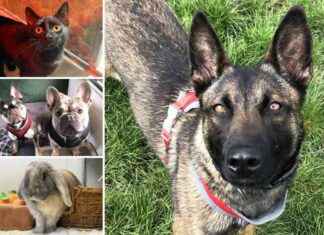 Adoptable Pets at RSPCA Essex: Find Your Forever Friend adoptable-pets-at-rspca-essex-find-your-forever-friend