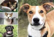 Adoptable Pets at RSPCA Essex Seeking Forever Homes adoptable-pets-at-rspca-essex-seeking-forever-homes
