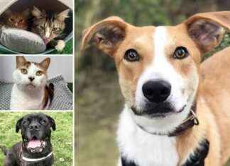 Adoptable Pets at RSPCA Essex Seeking Forever Homes adoptable-pets-at-rspca-essex-seeking-forever-homes