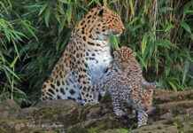 Stunning Zoo Photos by Colchester Gazette Camera Club Members stunning-zoo-photos-by-colchester-gazette-camera-club-members