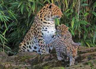 Stunning Zoo Photos by Colchester Gazette Camera Club Members stunning-zoo-photos-by-colchester-gazette-camera-club-members