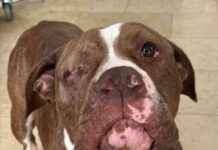 Man Jailed for Abusing Dog with Broken Bones man-jailed-for-abusing-dog-with-broken-bones