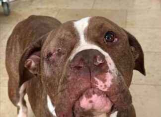 Man Jailed for Abusing Dog with Broken Bones man-jailed-for-abusing-dog-with-broken-bones