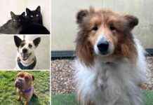 Pets Available for Adoption at RSPCA Essex – Find Your Match pets-available-for-adoption-at-rspca-essex-find-your-match