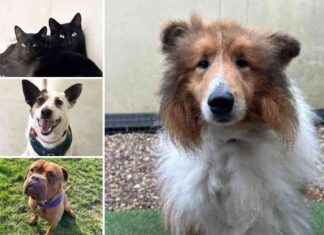 Pets Available for Adoption at RSPCA Essex – Find Your Match pets-available-for-adoption-at-rspca-essex-find-your-match