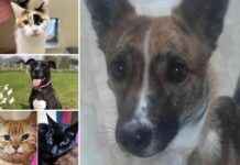 5 Adorable Pets in RSPCA Essex Seeking Forever Homes 5-adorable-pets-in-rspca-essex-seeking-forever-homes