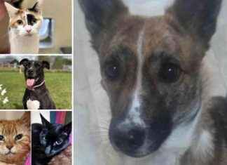 5 Adorable Pets in RSPCA Essex Seeking Forever Homes 5-adorable-pets-in-rspca-essex-seeking-forever-homes