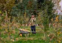 Scotland’s Cider Revival Showcased at Pressed Festival 2025 scotlands-cider-revival-showcased-at-pressed-festival-2025