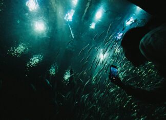 Perth Aquarium Wonders: Discover Secrets Of Underwater Life