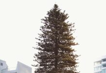 Fraser Suites Perth: Why Choose These Luxury Apartments Today?