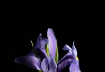 Flower Delivery Perth: Discover Stunning Blooms to Brighten Your Day