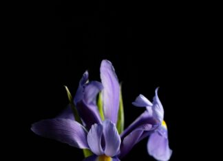 Flower Delivery Perth: Discover Stunning Blooms to Brighten Your Day