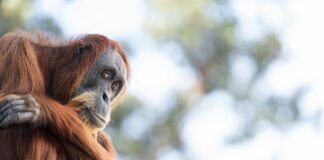 Perth Zoo Tickets: Why You Absolutely Must Book Yours Today