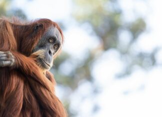 Perth Zoo Tickets: Why You Absolutely Must Book Yours Today