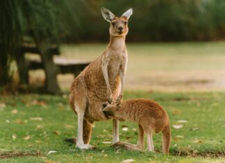 Redcliffe Perth Secrets: Why Locals Love This Hidden Gem