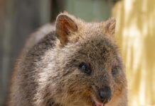 Removalist Perth Secrets: How To Choose The Best Movers Easily