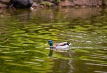 Drake Perth: Discover The Ultimate Experience You Can’t Miss